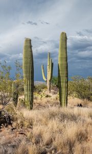 Preview wallpaper cacti, desert, grass, nature