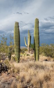 Preview wallpaper cacti, desert, grass, nature