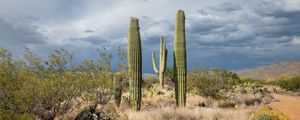 Preview wallpaper cacti, desert, grass, nature