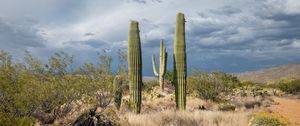 Preview wallpaper cacti, desert, grass, nature