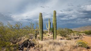 Preview wallpaper cacti, desert, grass, nature