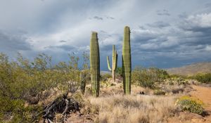 Preview wallpaper cacti, desert, grass, nature