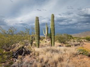 Preview wallpaper cacti, desert, grass, nature