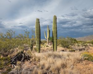 Preview wallpaper cacti, desert, grass, nature