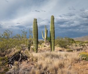 Preview wallpaper cacti, desert, grass, nature