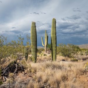 Preview wallpaper cacti, desert, grass, nature