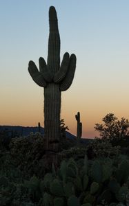 Preview wallpaper cacti, desert, plants, nature