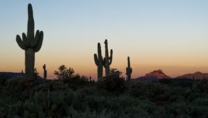 Preview wallpaper cacti, desert, plants, nature