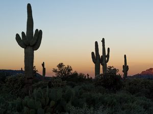 Preview wallpaper cacti, desert, plants, nature