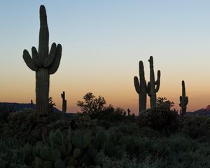 Preview wallpaper cacti, desert, plants, nature