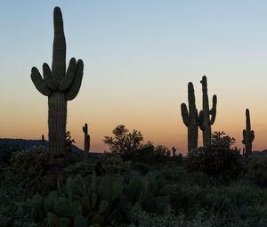 Preview wallpaper cacti, desert, plants, nature