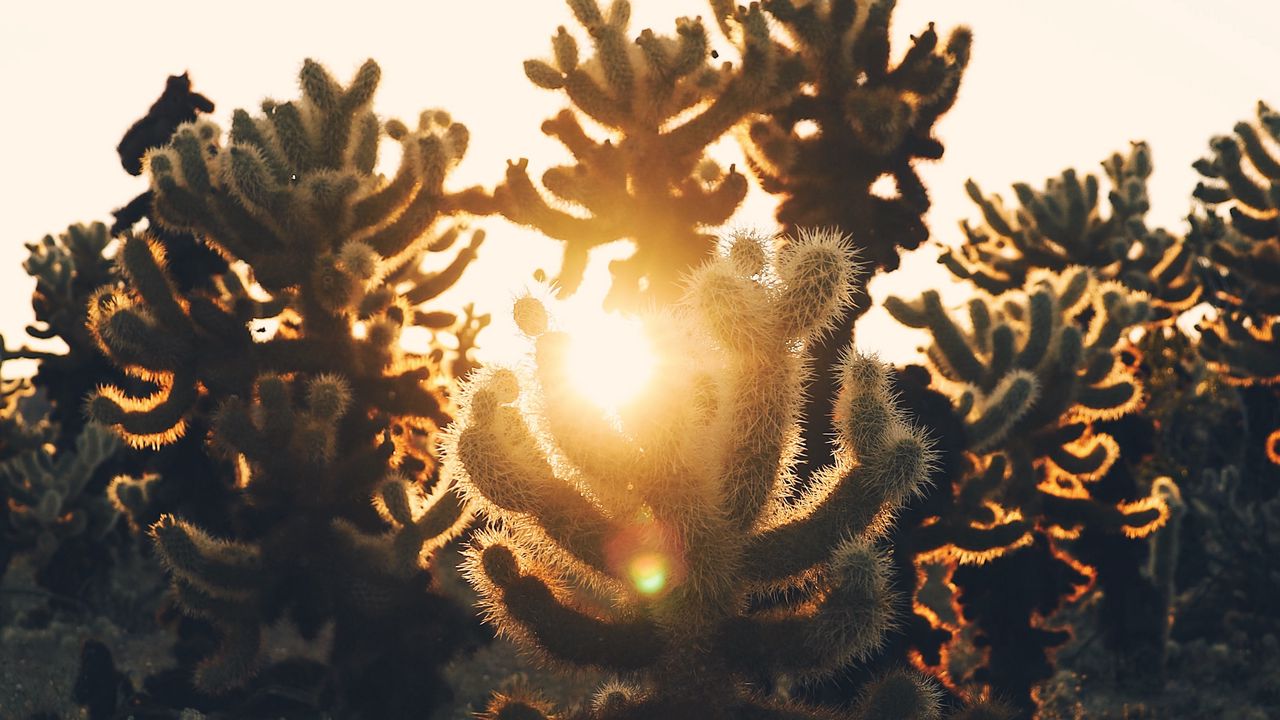 Wallpaper cacti, desert, sunlight, sunset