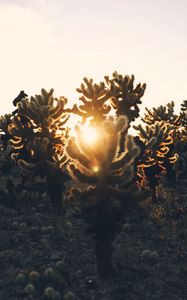 Preview wallpaper cacti, desert, sunlight, sunset