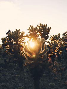 Preview wallpaper cacti, desert, sunlight, sunset