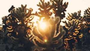 Preview wallpaper cacti, desert, sunlight, sunset