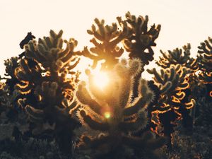 Preview wallpaper cacti, desert, sunlight, sunset