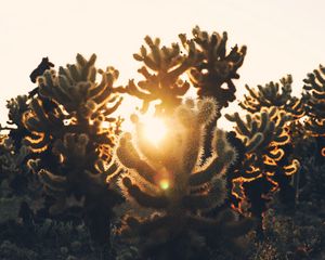 Preview wallpaper cacti, desert, sunlight, sunset