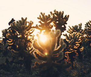 Preview wallpaper cacti, desert, sunlight, sunset