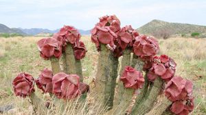 Preview wallpaper cacti, flowering, deadwood, grass, mountains