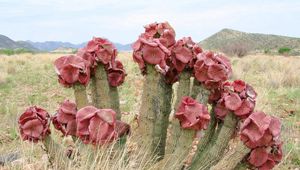 Preview wallpaper cacti, flowering, deadwood, grass, mountains