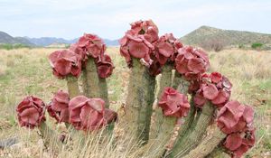 Preview wallpaper cacti, flowering, deadwood, grass, mountains