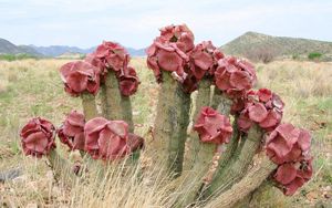 Preview wallpaper cacti, flowering, deadwood, grass, mountains