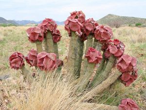 Preview wallpaper cacti, flowering, deadwood, grass, mountains