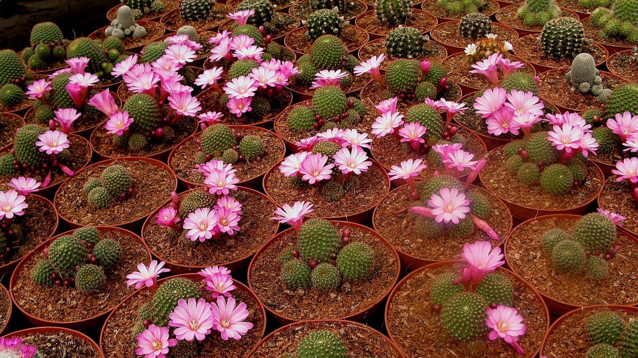 Wallpaper cacti, flowering, pots, breeding