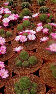 Preview wallpaper cacti, flowering, pots, breeding