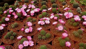 Preview wallpaper cacti, flowering, pots, breeding