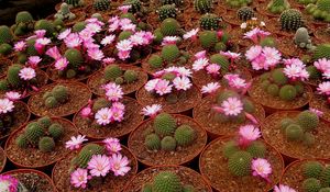 Preview wallpaper cacti, flowering, pots, breeding