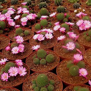 Preview wallpaper cacti, flowering, pots, breeding