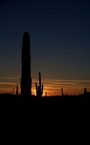 Preview wallpaper cacti, outlines, valley, darkness, night