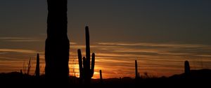 Preview wallpaper cacti, outlines, valley, darkness, night