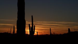 Preview wallpaper cacti, outlines, valley, darkness, night