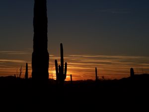 Preview wallpaper cacti, outlines, valley, darkness, night