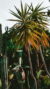 Preview wallpaper cacti, palm, plants, green, exotic