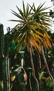 Preview wallpaper cacti, palm, plants, green, exotic