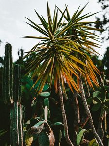Preview wallpaper cacti, palm, plants, green, exotic