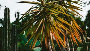 Preview wallpaper cacti, palm, plants, green, exotic