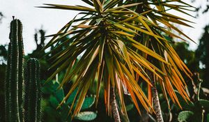 Preview wallpaper cacti, palm, plants, green, exotic