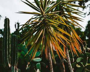 Preview wallpaper cacti, palm, plants, green, exotic