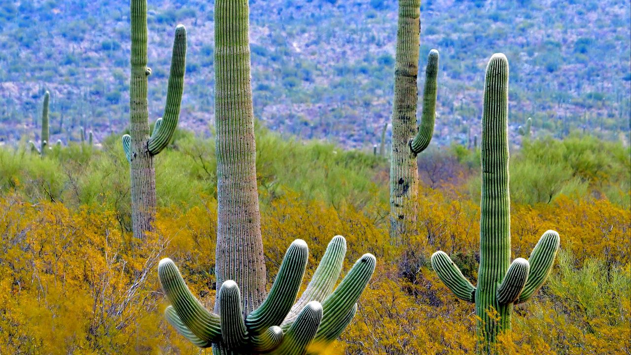 Wallpaper cacti, plant, bushes, branches