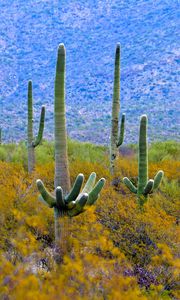 Preview wallpaper cacti, plant, bushes, branches