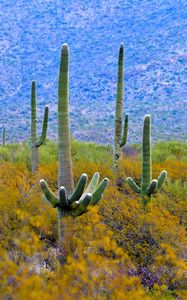 Preview wallpaper cacti, plant, bushes, branches