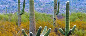 Preview wallpaper cacti, plant, bushes, branches