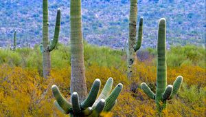 Preview wallpaper cacti, plant, bushes, branches