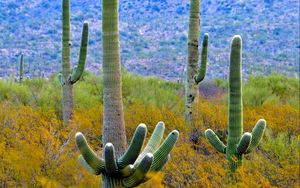 Preview wallpaper cacti, plant, bushes, branches