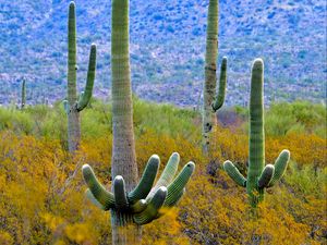 Preview wallpaper cacti, plant, bushes, branches