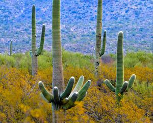 Preview wallpaper cacti, plant, bushes, branches